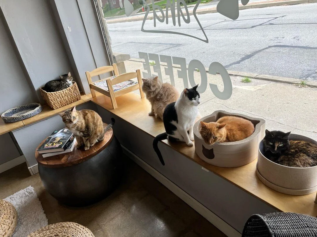 Cat cafe event